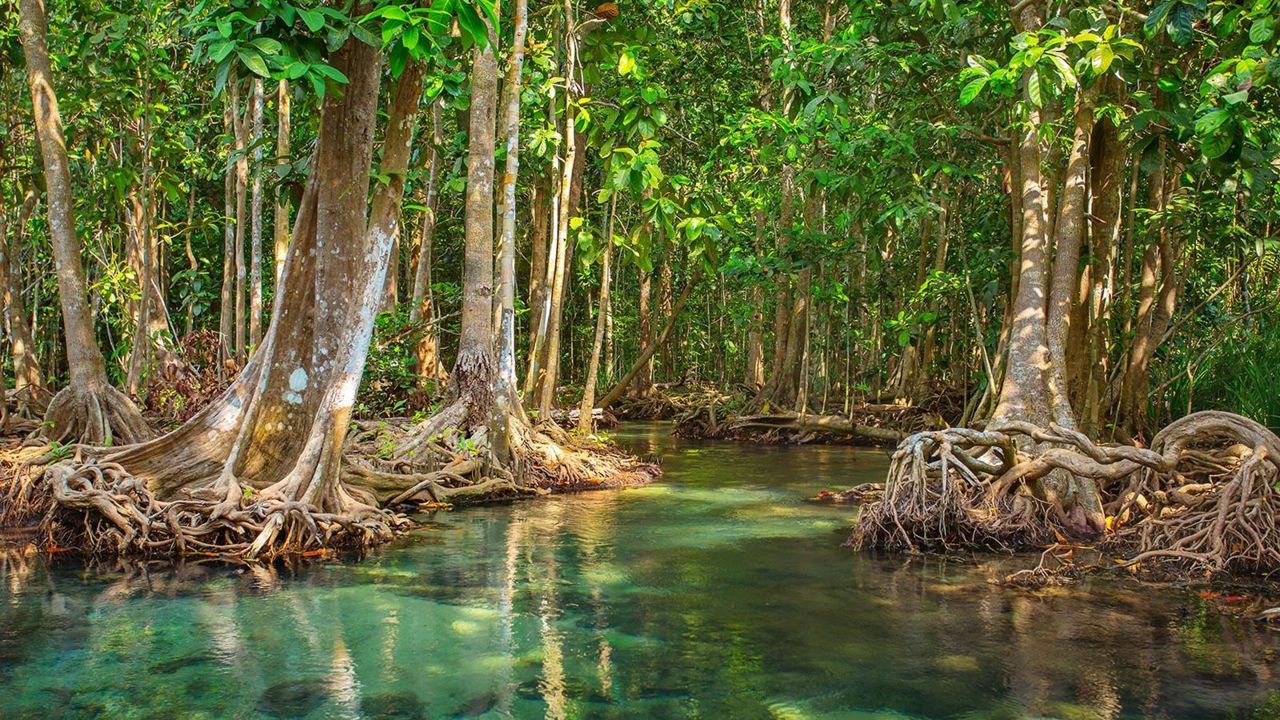 Bosque de manglar